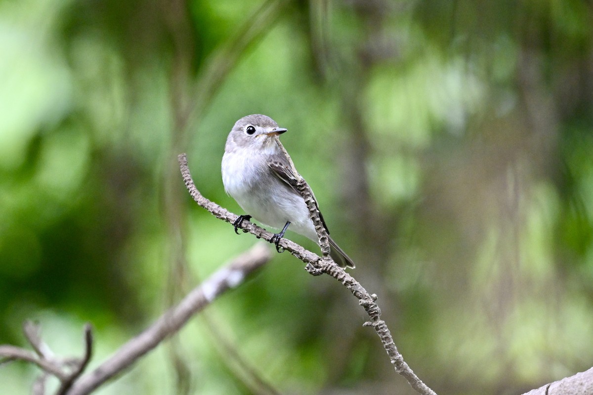 Papamoscas Pardo Asiático - ML643583230