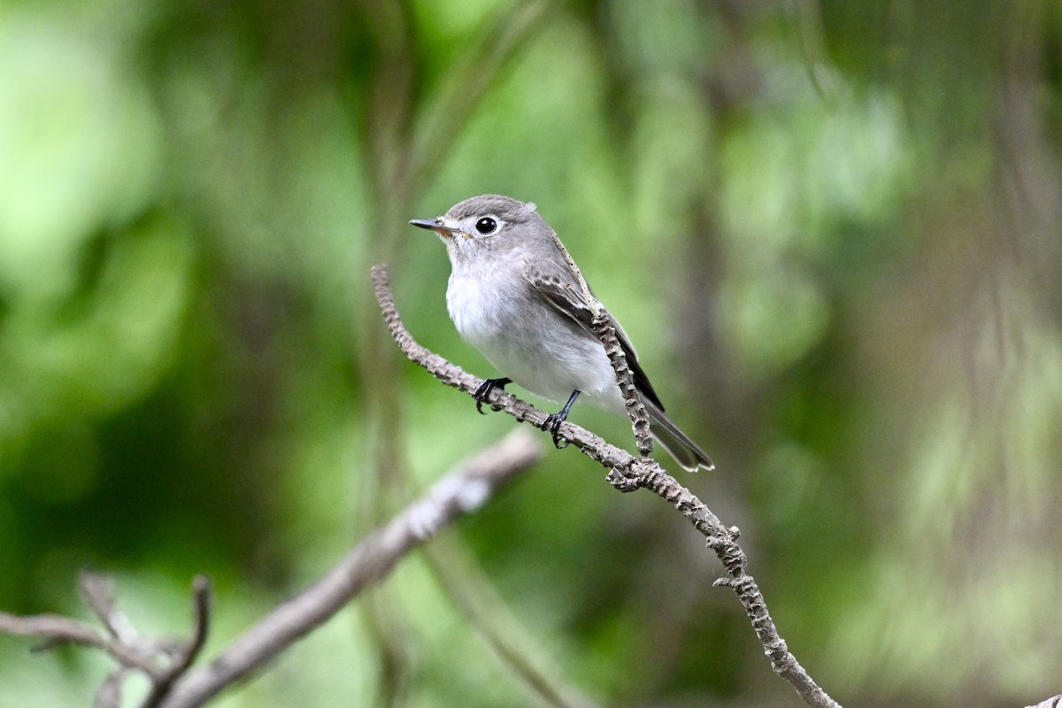 Papamoscas Pardo Asiático - ML643583231