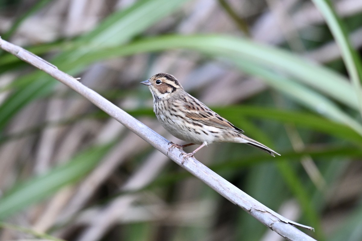 Escribano Pigmeo - ML643583232