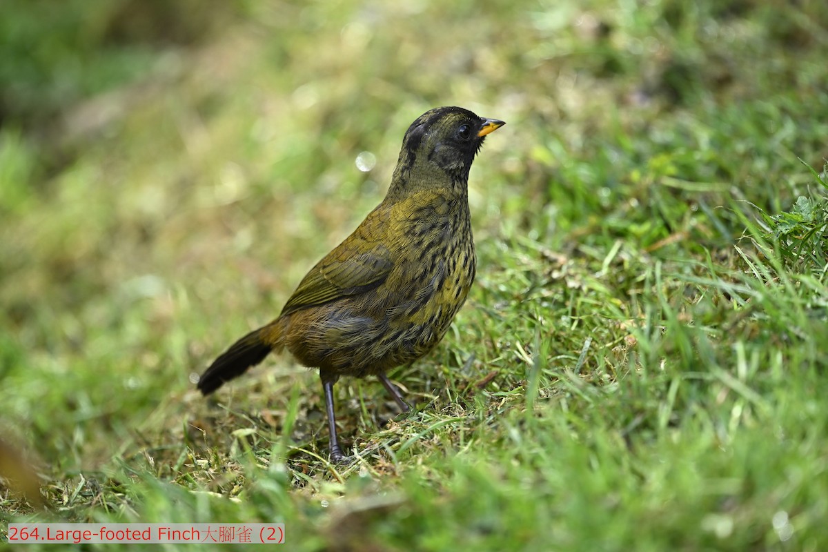 Large-footed Finch - ML643583244