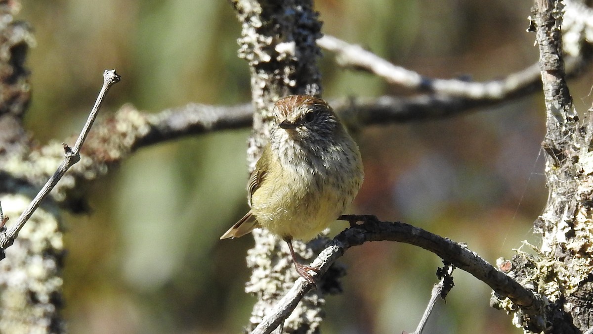 Striated Thornbill - ML643583246