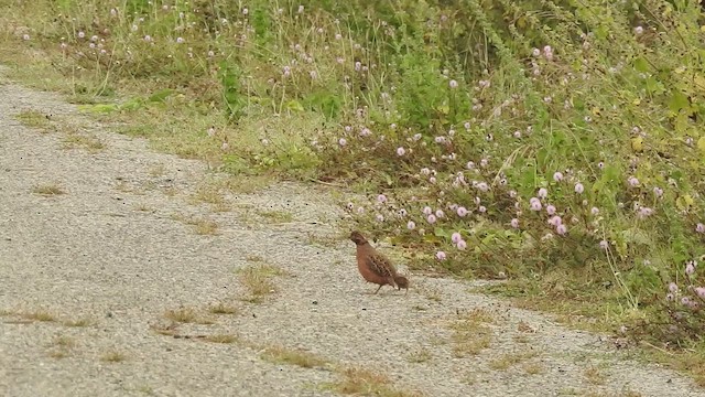Jungle Bush-Quail - ML643583253