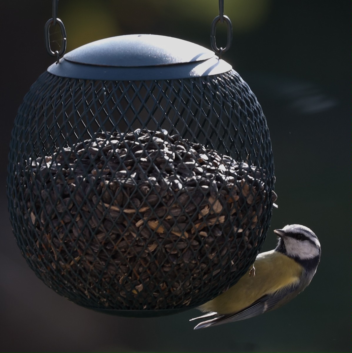 Eurasian Blue Tit - ML643583256