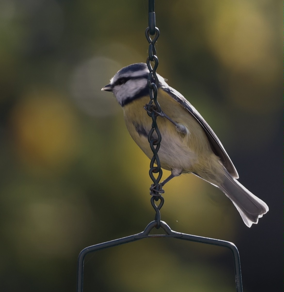 Eurasian Blue Tit - ML643583257