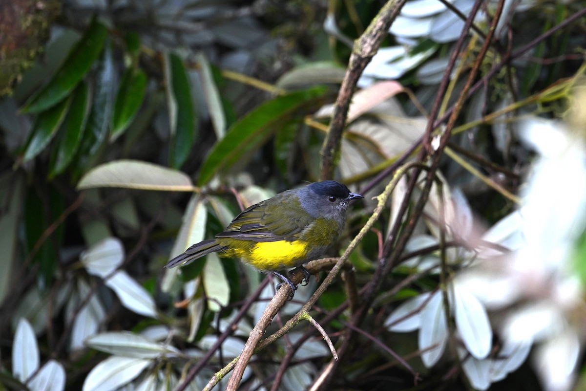 Black-and-yellow Silky-flycatcher - ML643583259