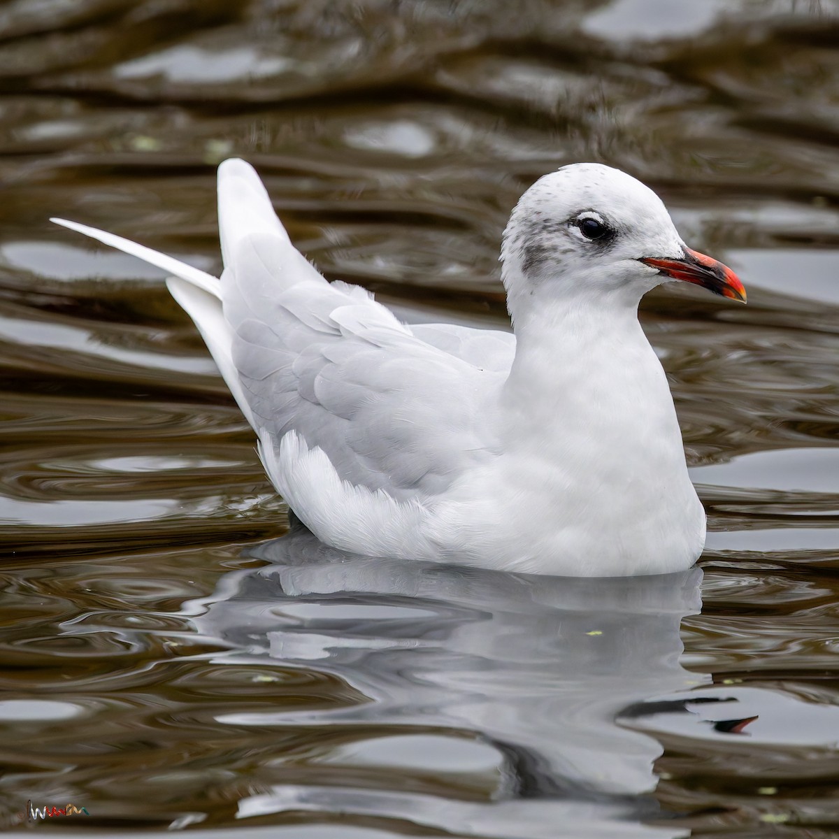 Mediterranean Gull - ML643583263
