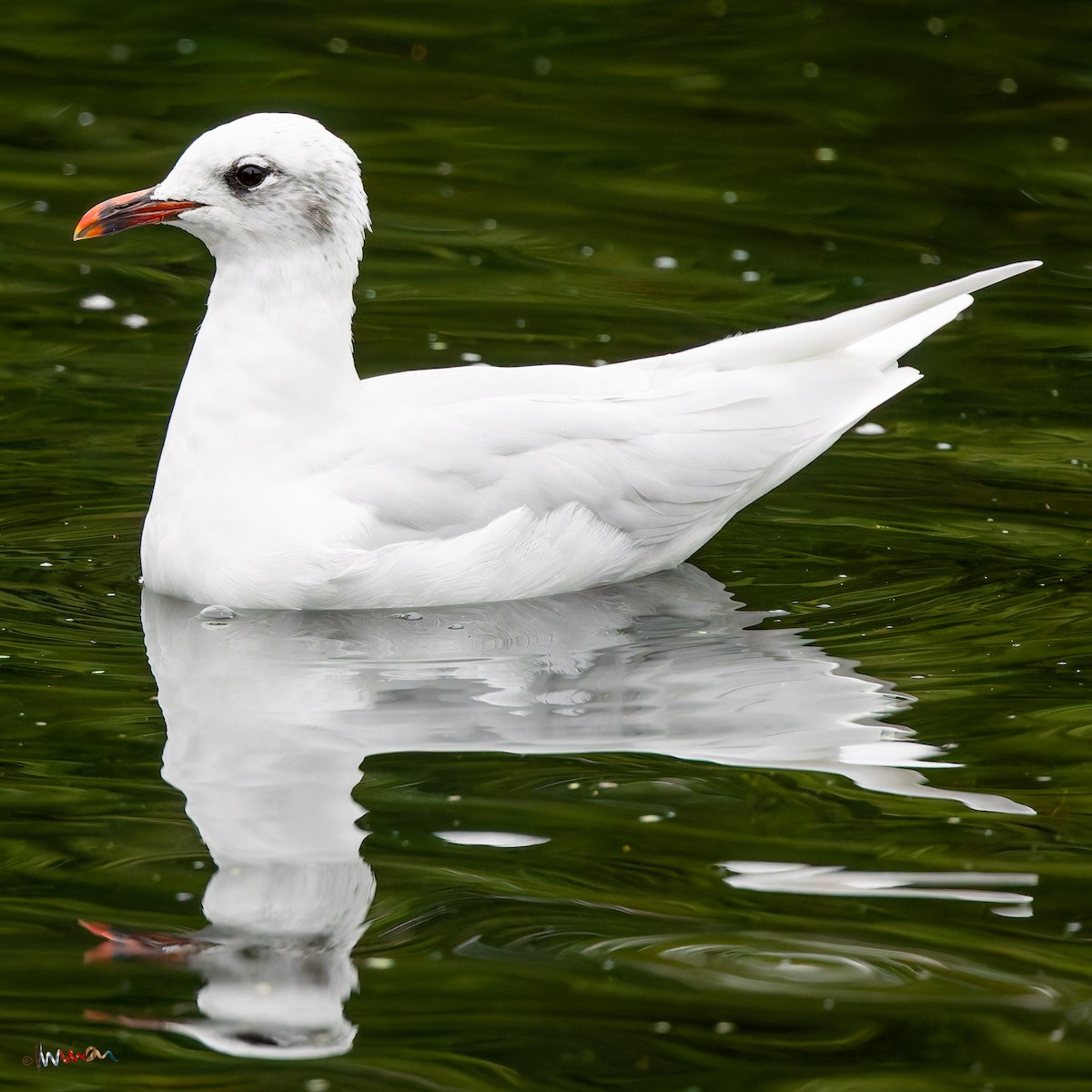 Mediterranean Gull - ML643583264