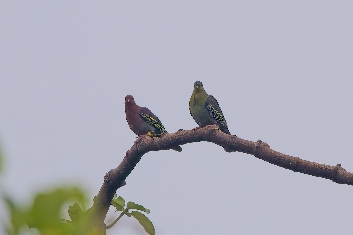 Cinnamon-headed Green-Pigeon - ML643583265