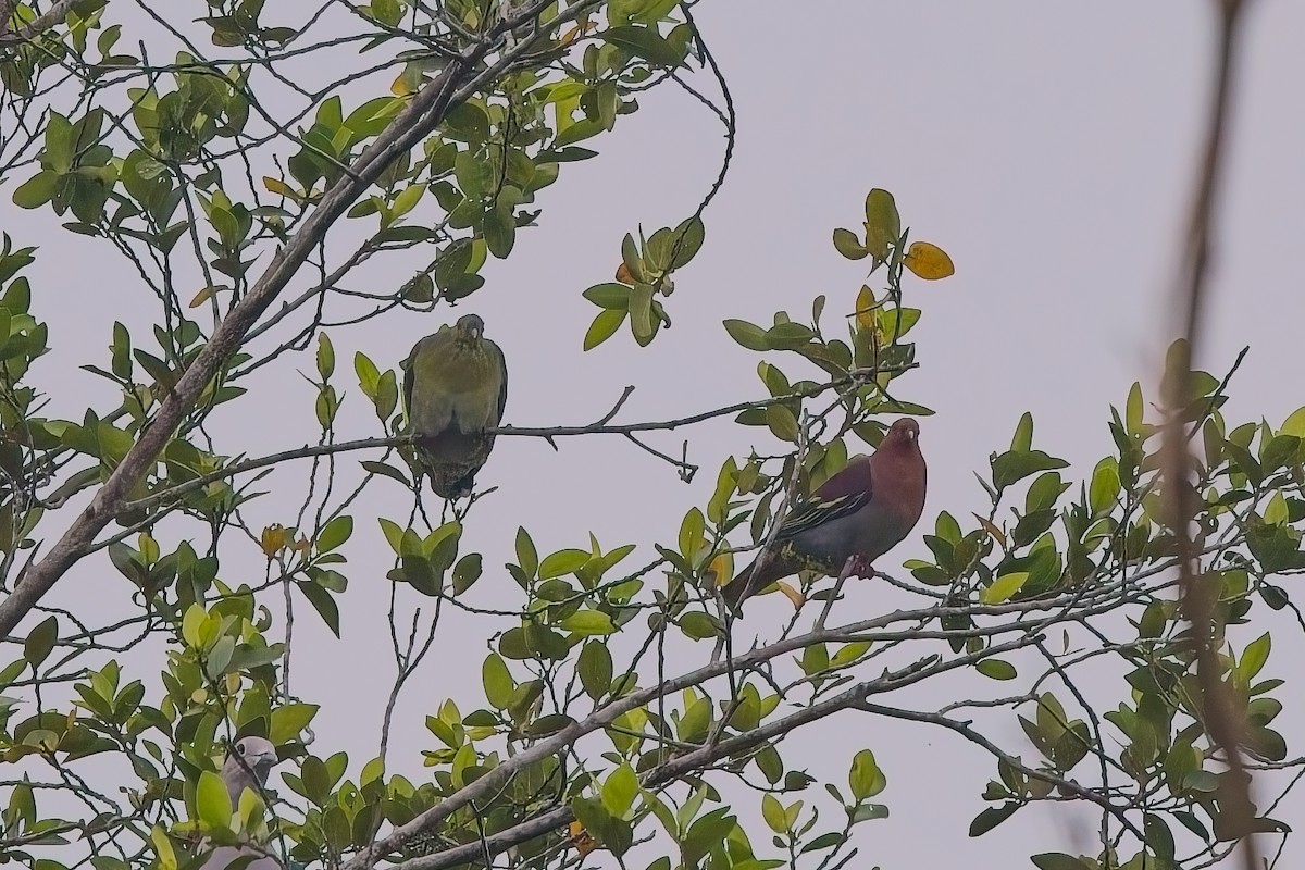 Cinnamon-headed Green-Pigeon - ML643583266