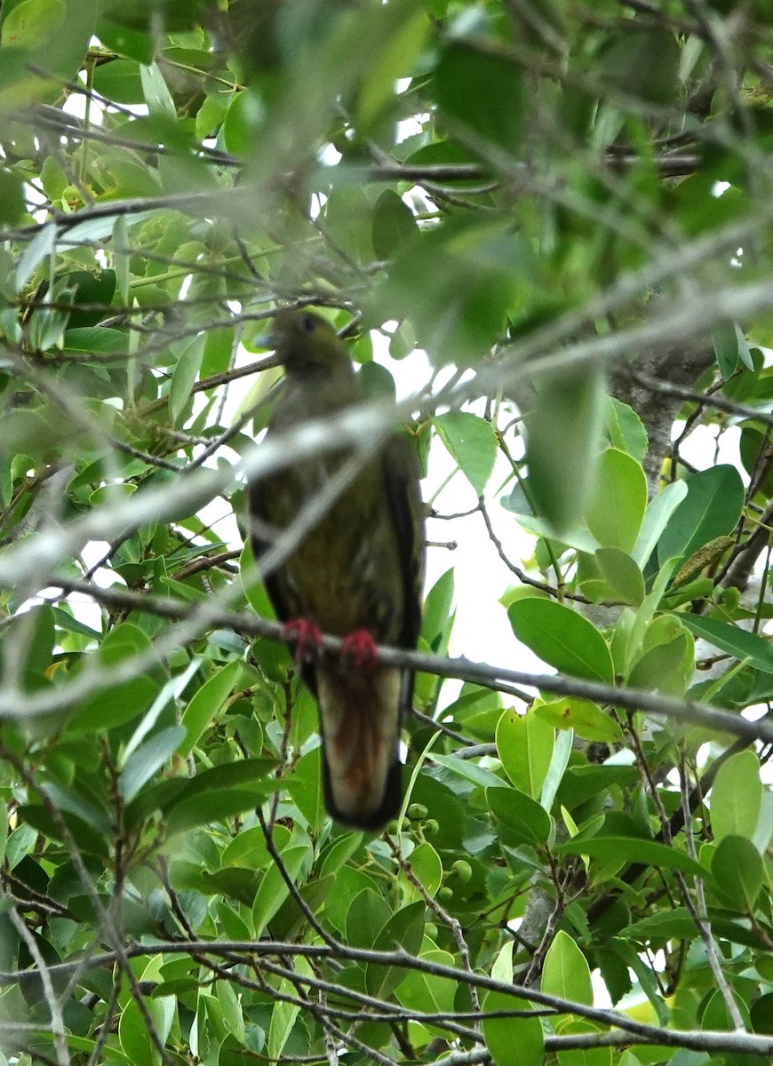 Pink-necked Green-Pigeon - ML643583286