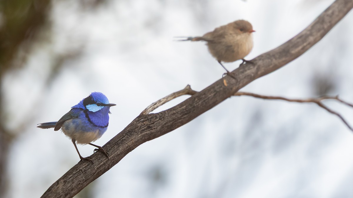 Splendid Fairywren - ML643583293