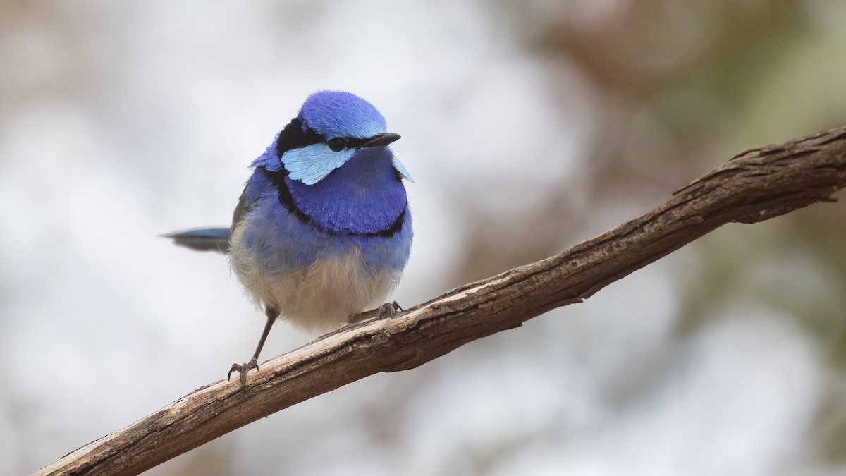 Splendid Fairywren - ML643583294