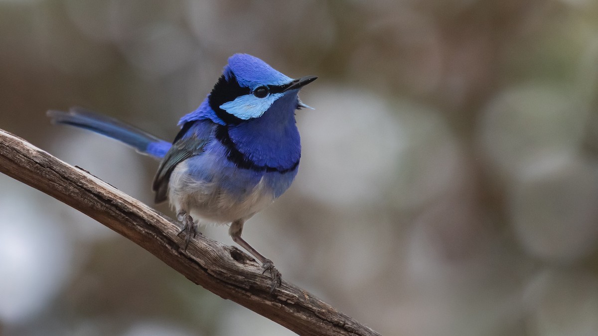 Splendid Fairywren - ML643583295