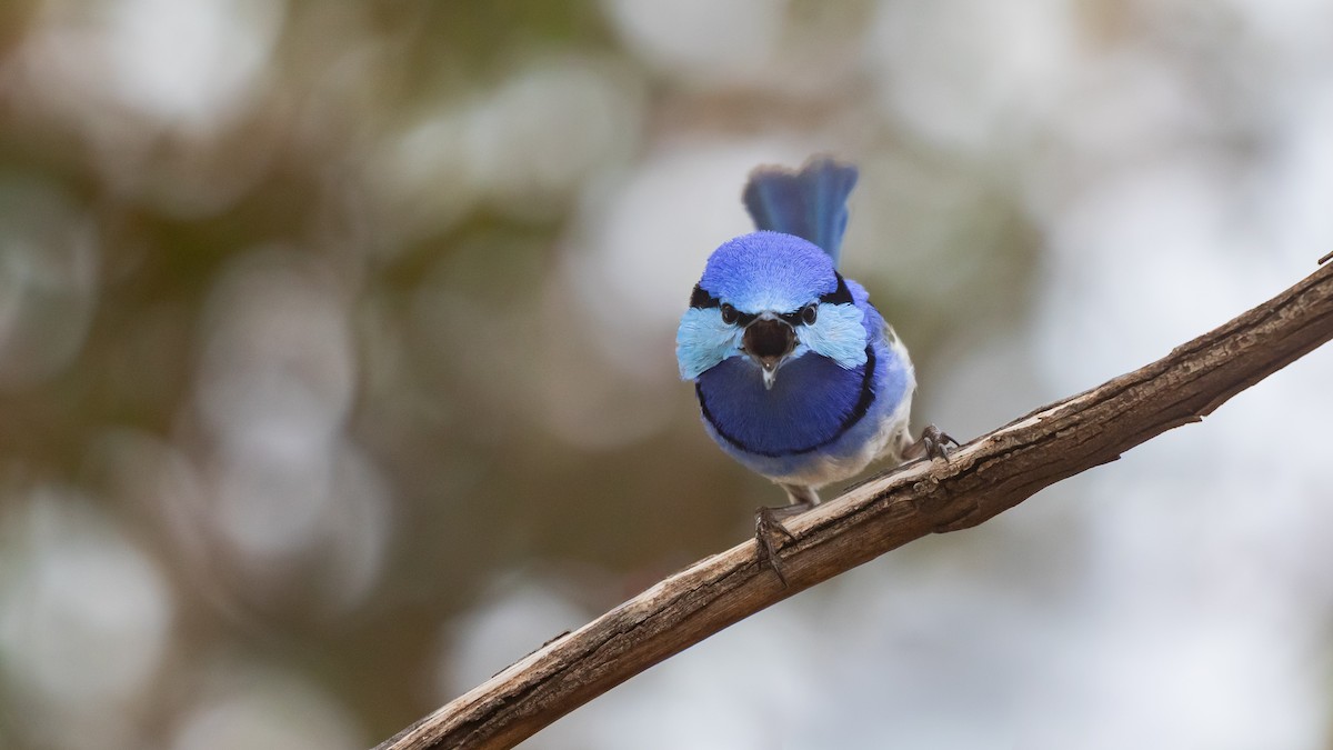 Splendid Fairywren - ML643583296
