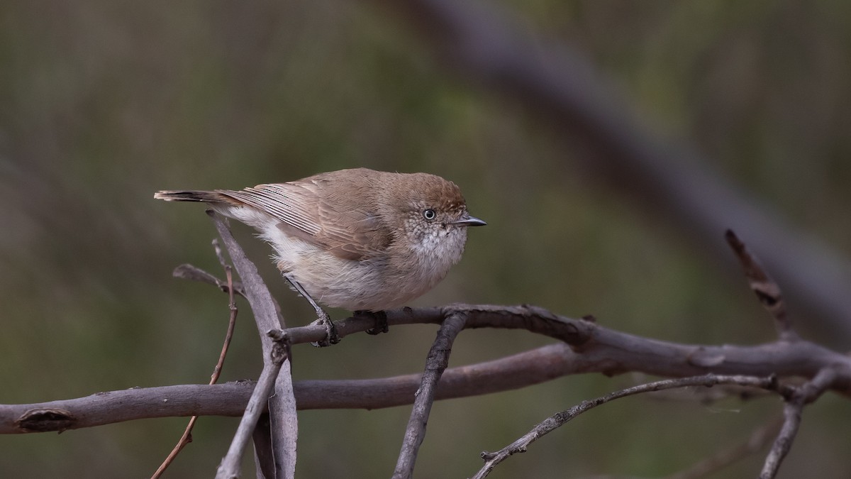 Chestnut-rumped Thornbill - ML643583297