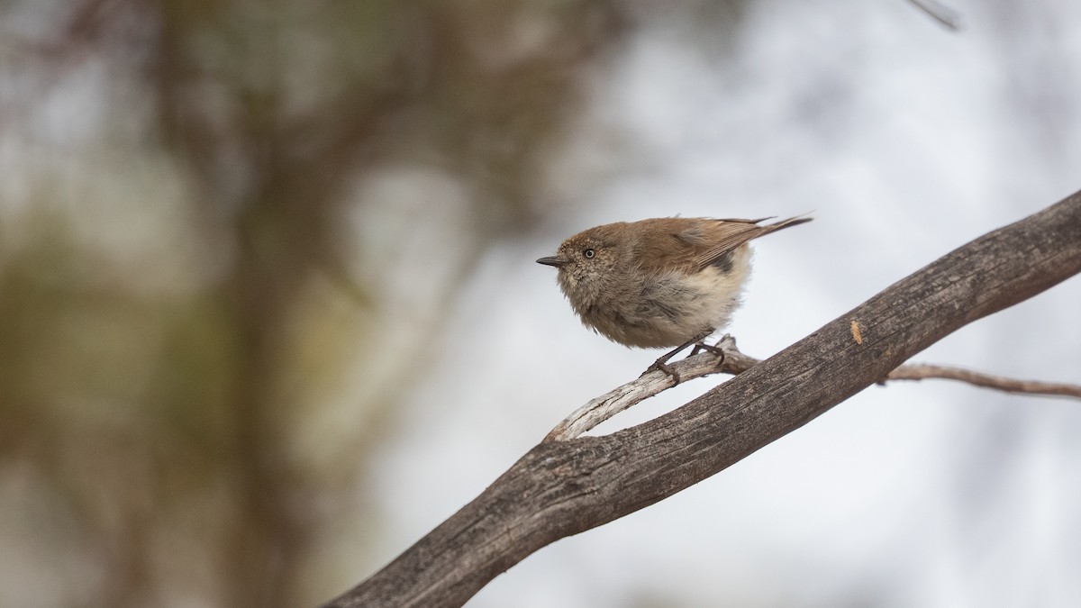 Chestnut-rumped Thornbill - ML643583298