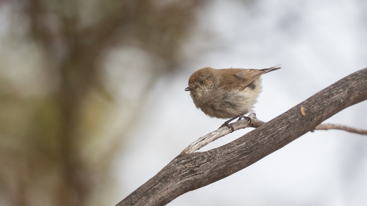 Chestnut-rumped Thornbill - ML643583299