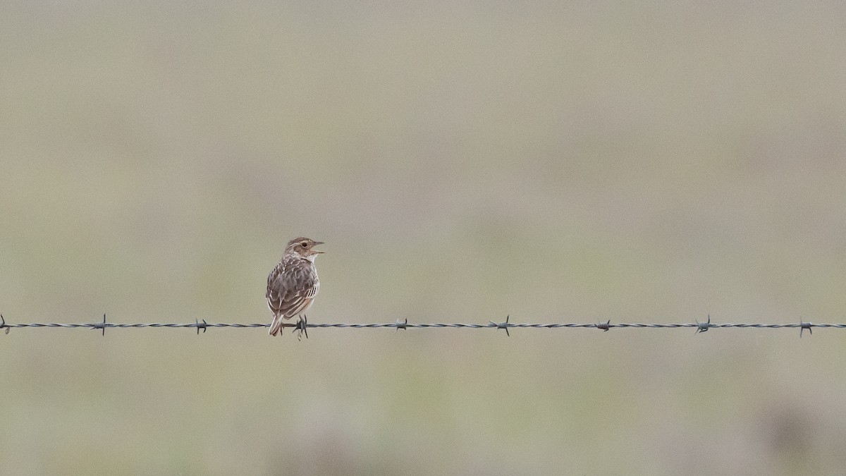 Singing Bushlark (Australasian) - ML643583311