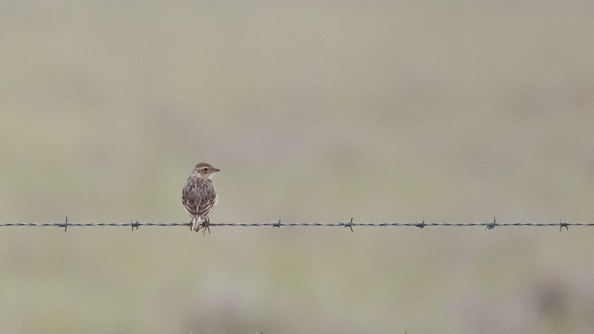 Singing Bushlark (Australasian) - ML643583312
