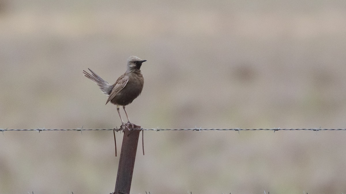 Brown Songlark - ML643583318