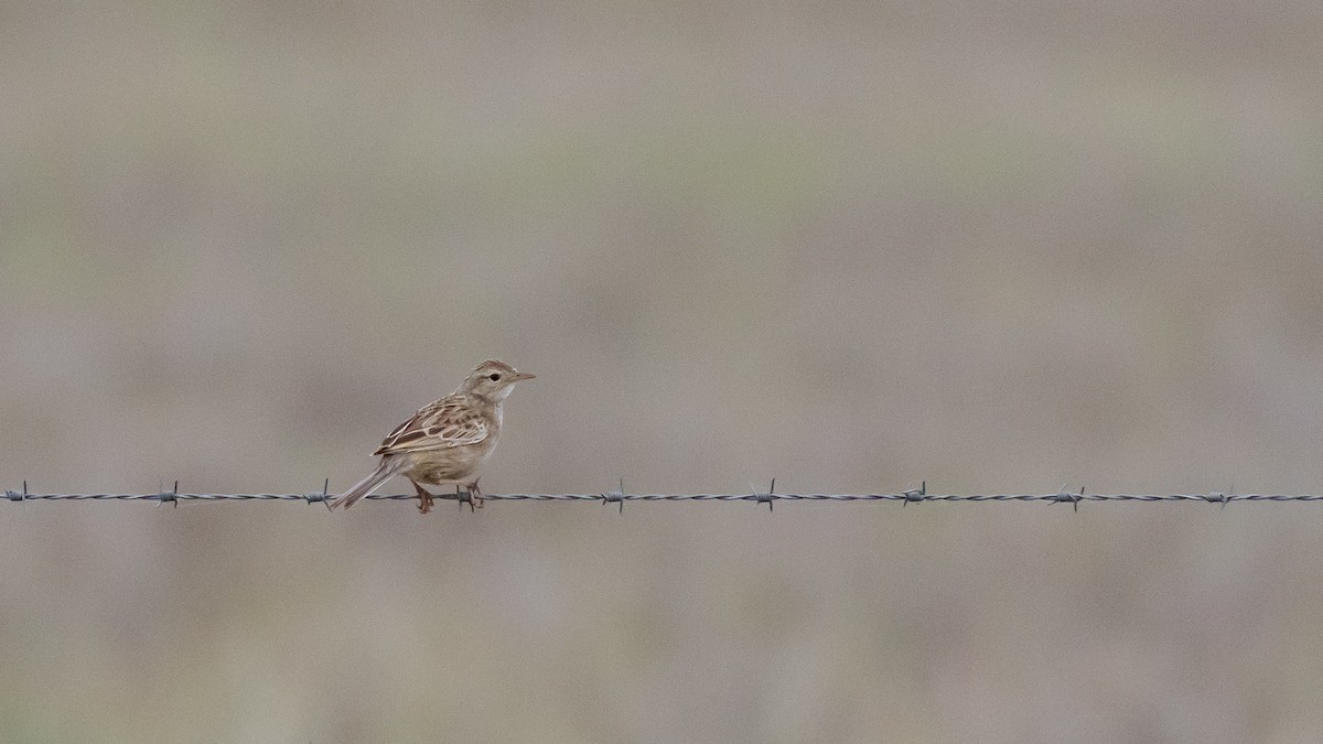 Australian Pipit - ML643583329
