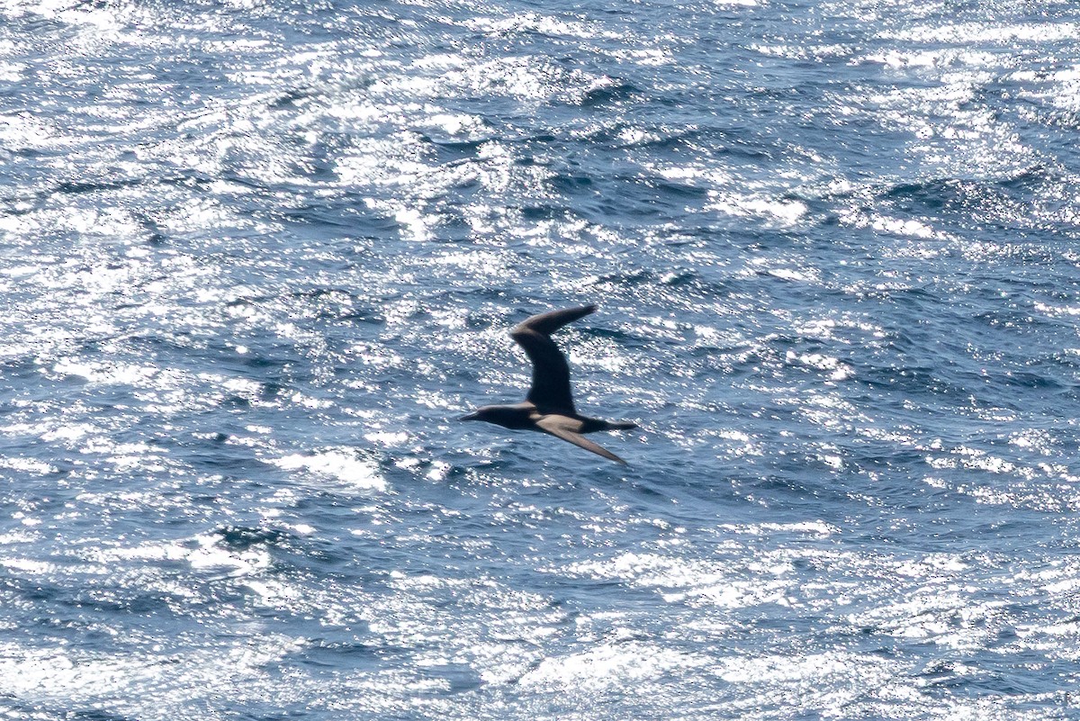 Northern Gannet - ML643583337