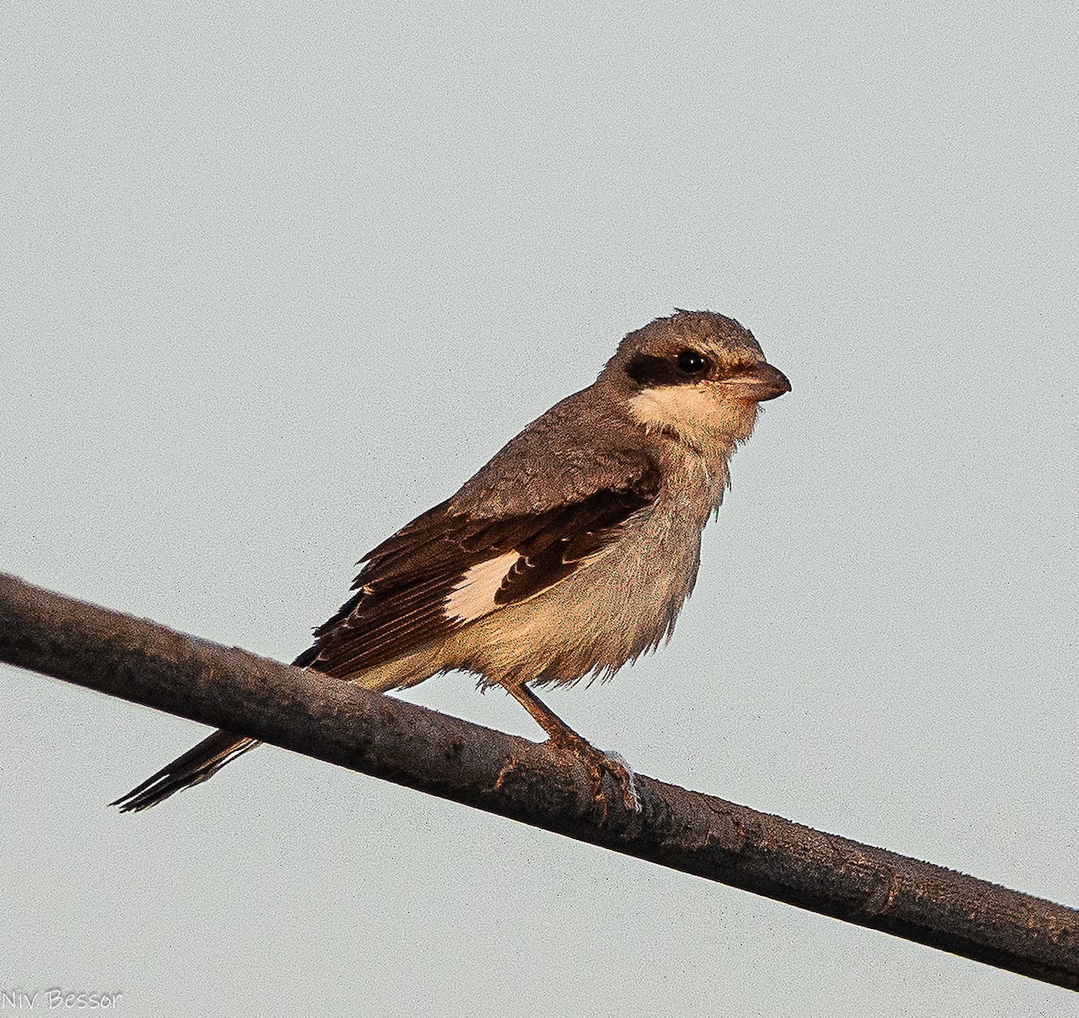 Lesser Gray Shrike - ML643583358
