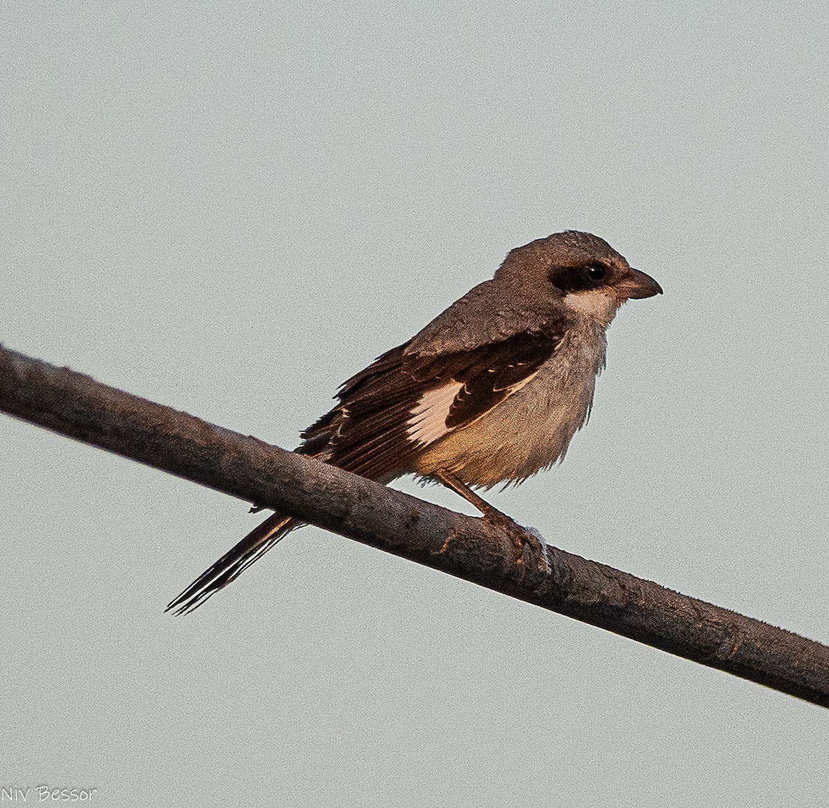 Lesser Gray Shrike - ML643583359