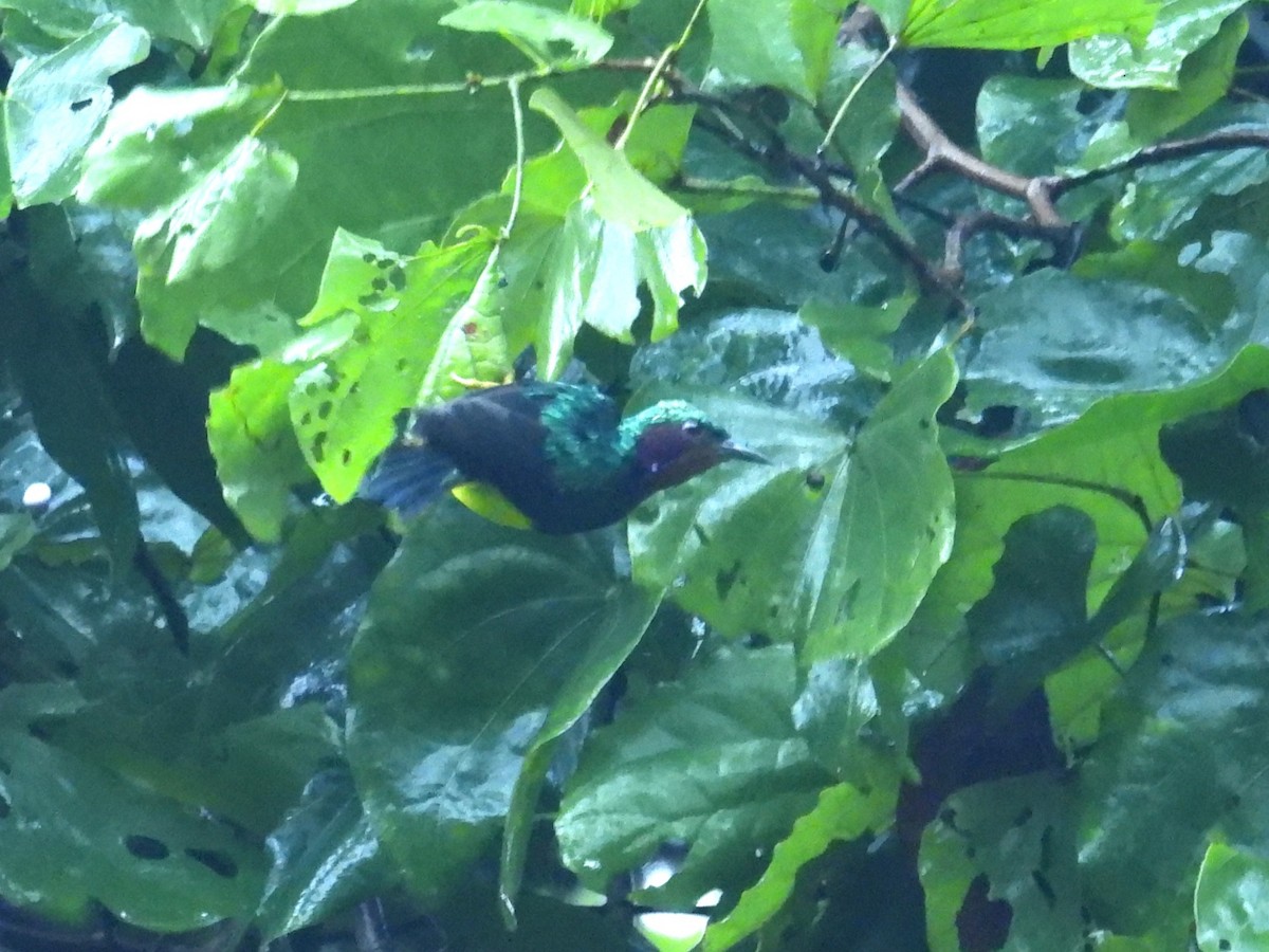 Ruby-cheeked Sunbird - ML643583364