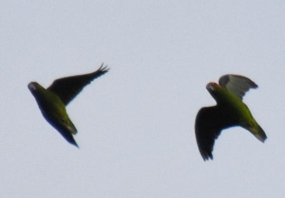 Plain Parakeet - ML643583375