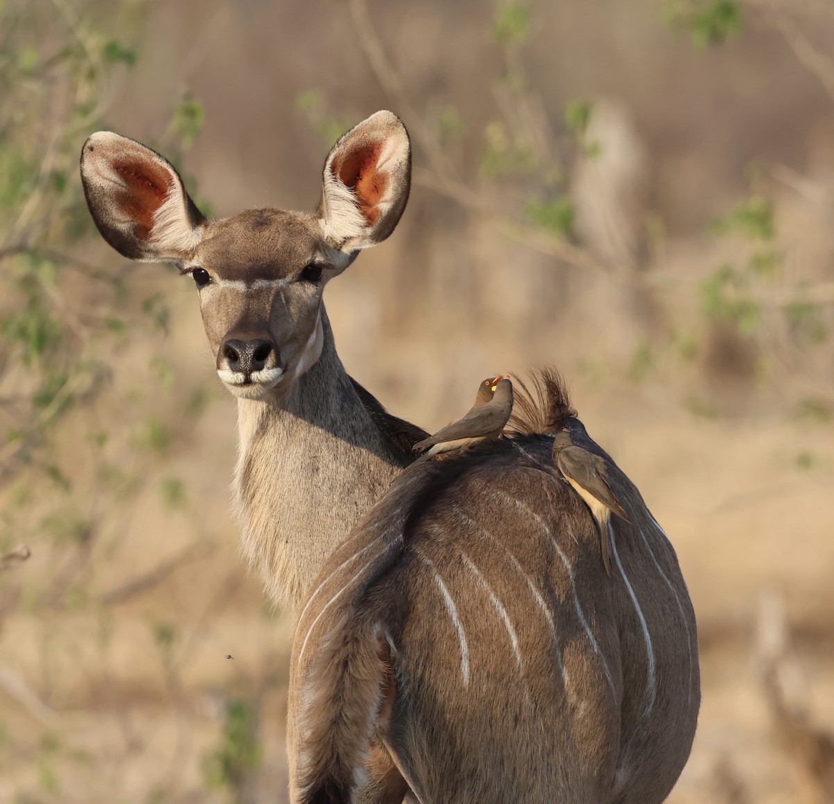 Yellow-billed Oxpecker - ML643583387