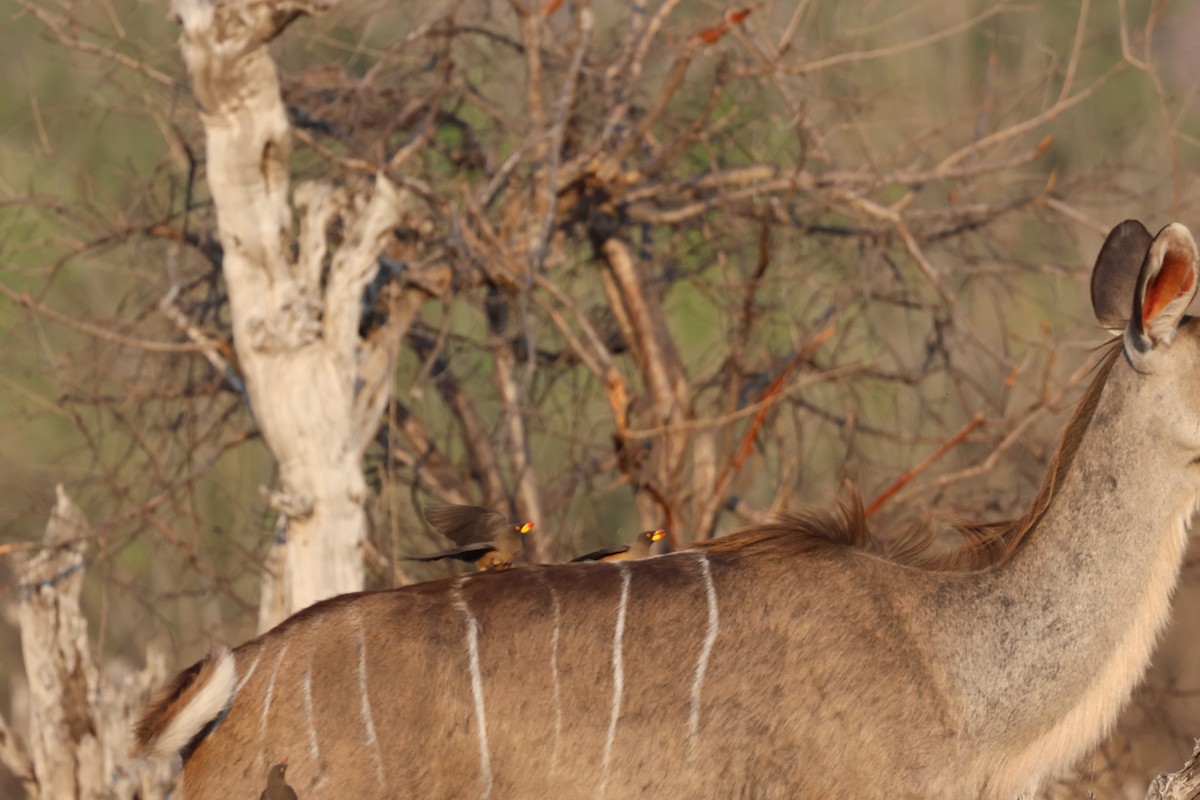 Yellow-billed Oxpecker - ML643583388