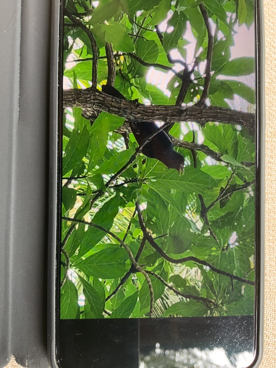 Asian Koel - ML643583389