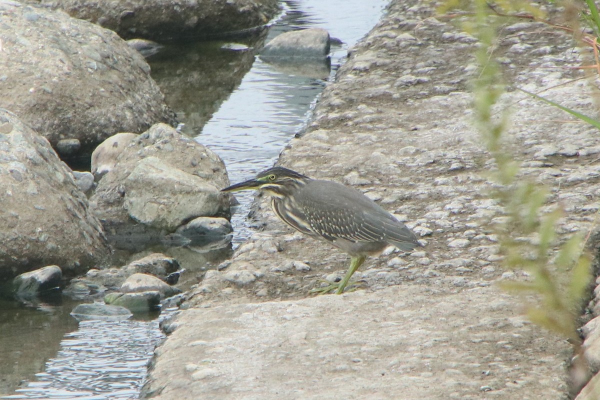 Чапля мангрова мала - ML643583400