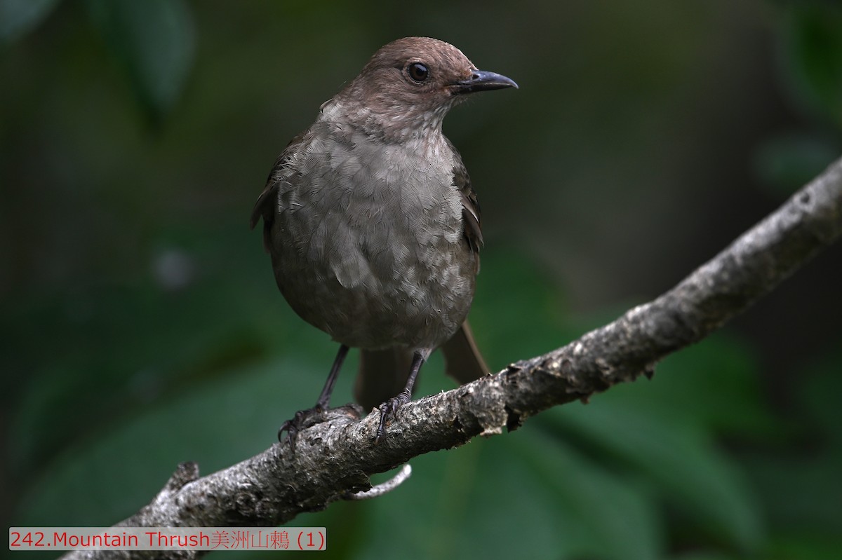 Mountain Thrush - ML643583401