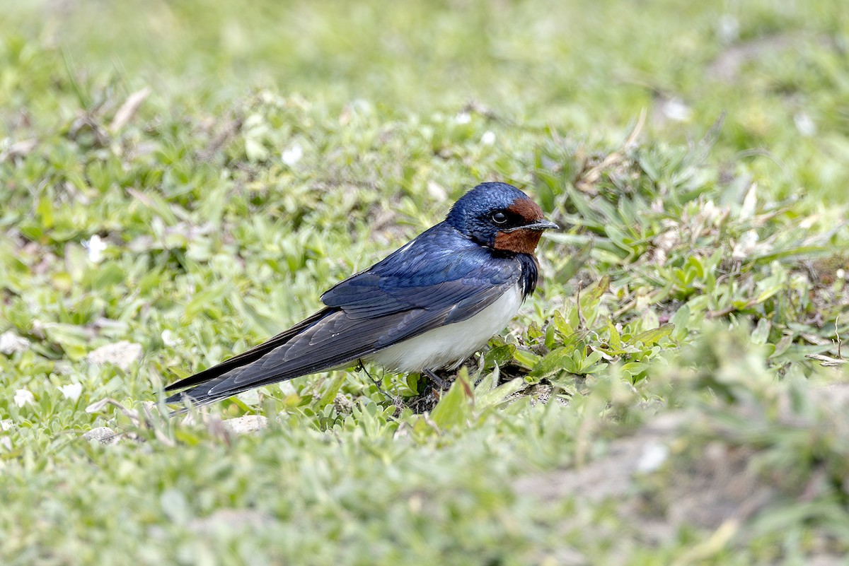 Barn Swallow (Buff-bellied) - ML643583409