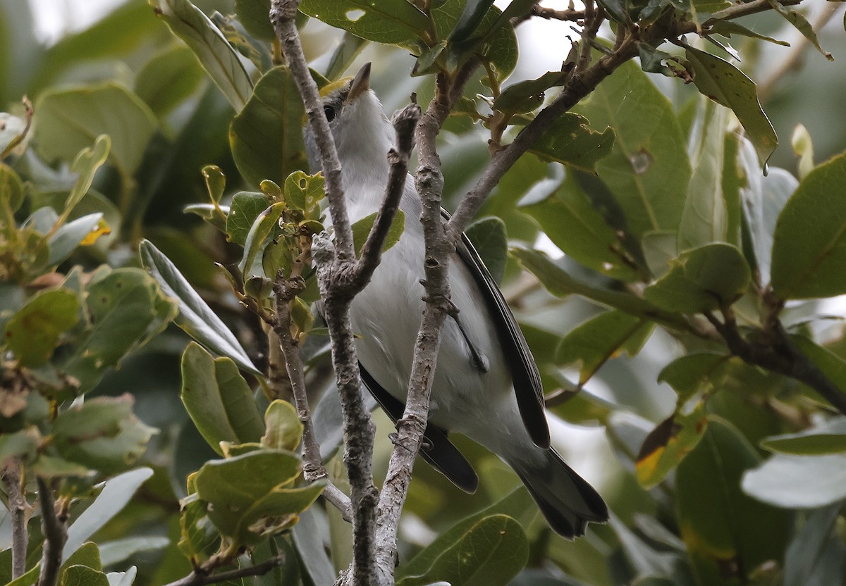 Chestnut-sided Warbler - ML643583446