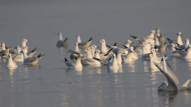Black-headed Gull - ML643583454