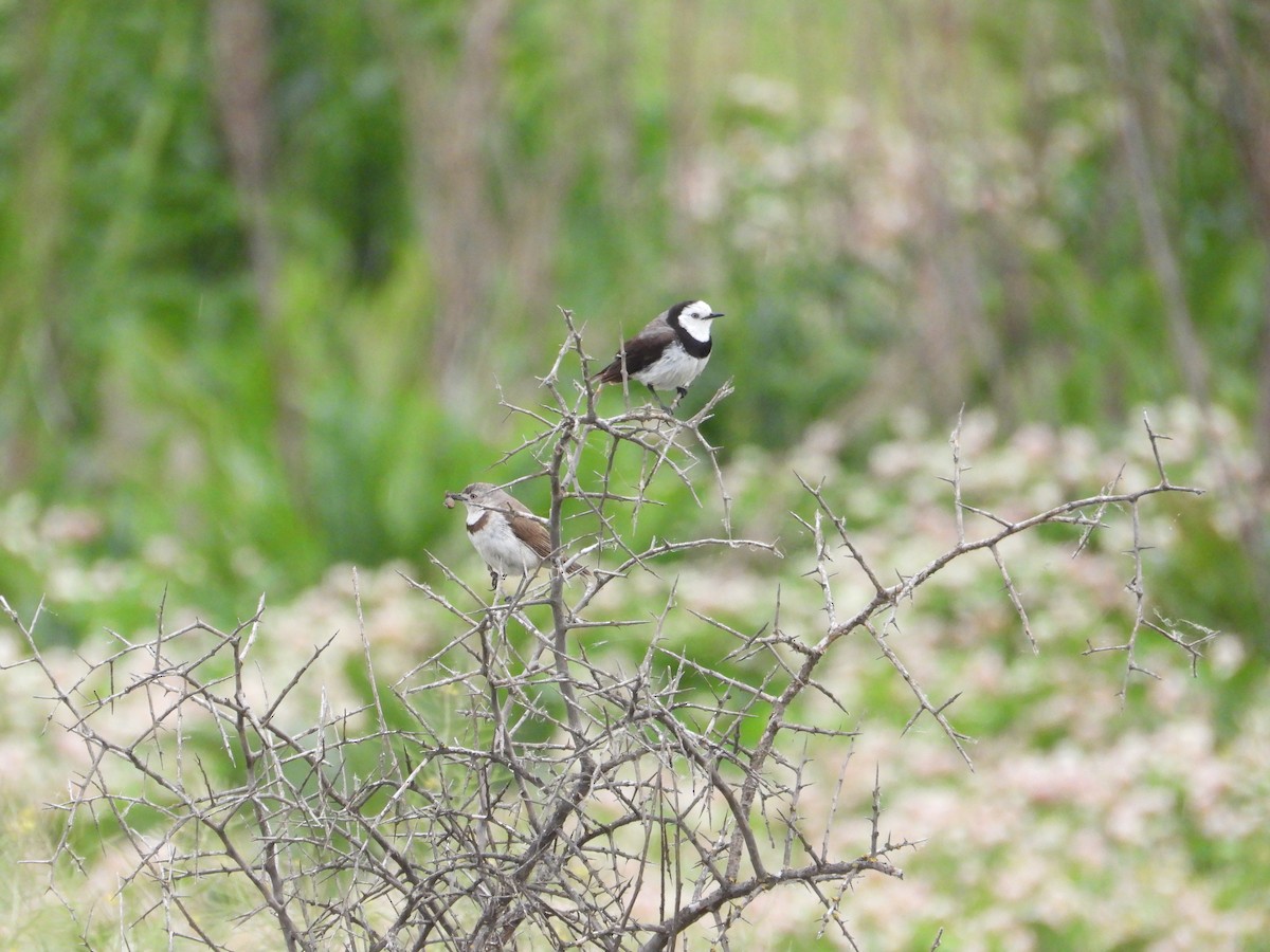 White-fronted Chat - ML643583456