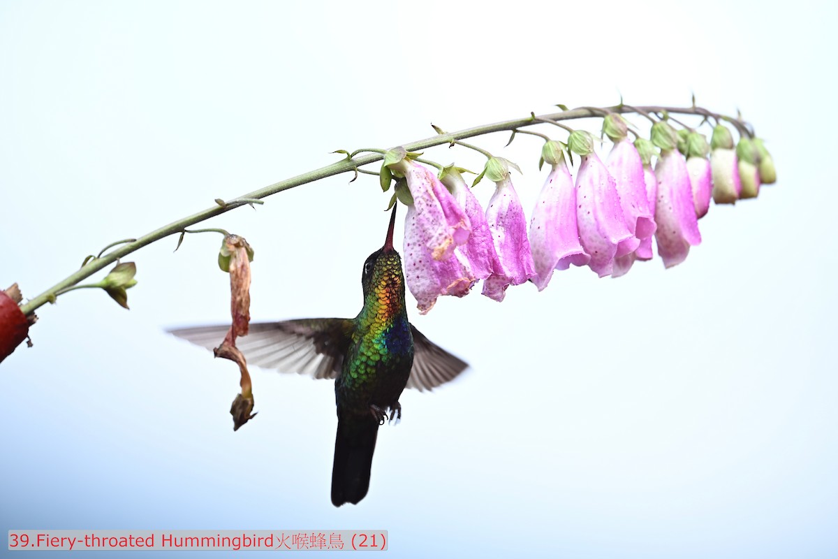 Fiery-throated Hummingbird - ML643583458