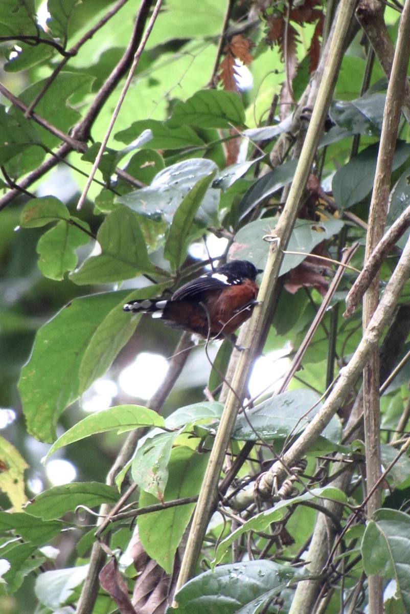 Dot-winged Antwren - ML643583467