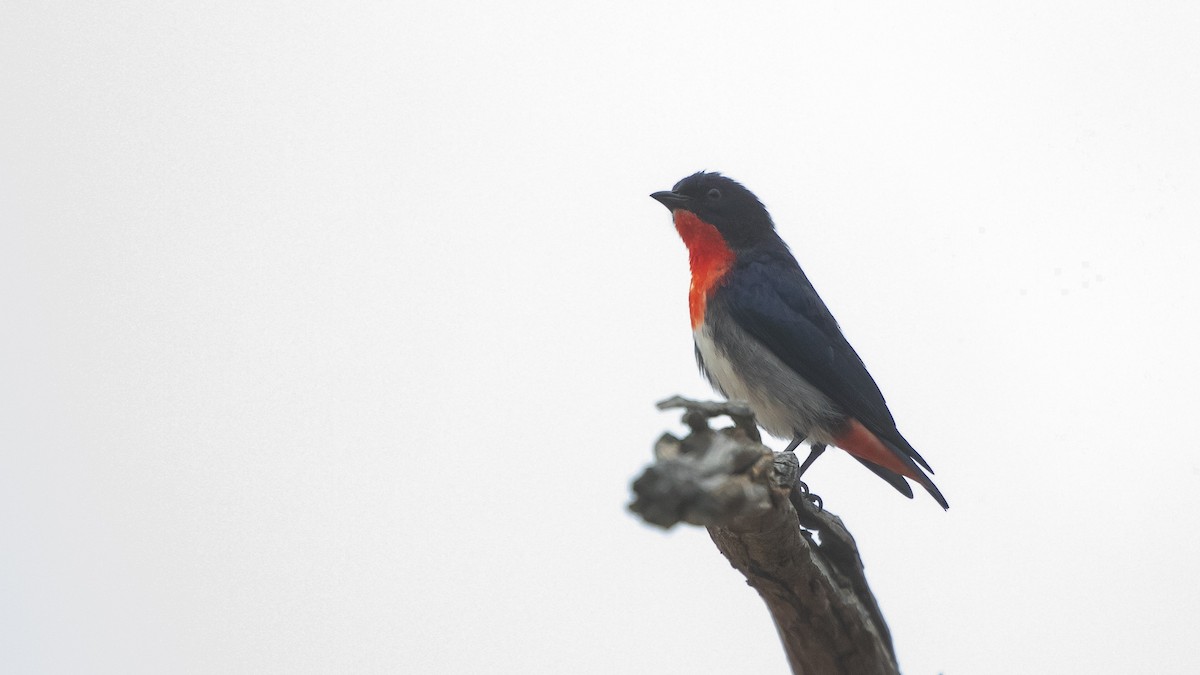 Mistletoebird - ML643583468