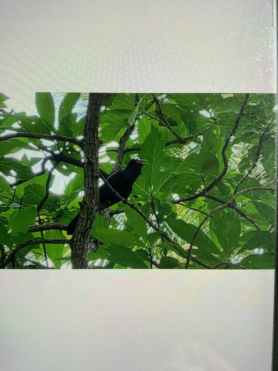 Asian Koel - ML643583475