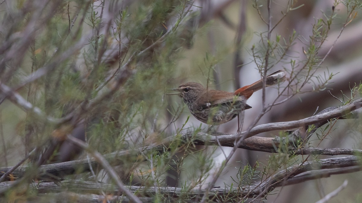 Shy Heathwren - ML643583484