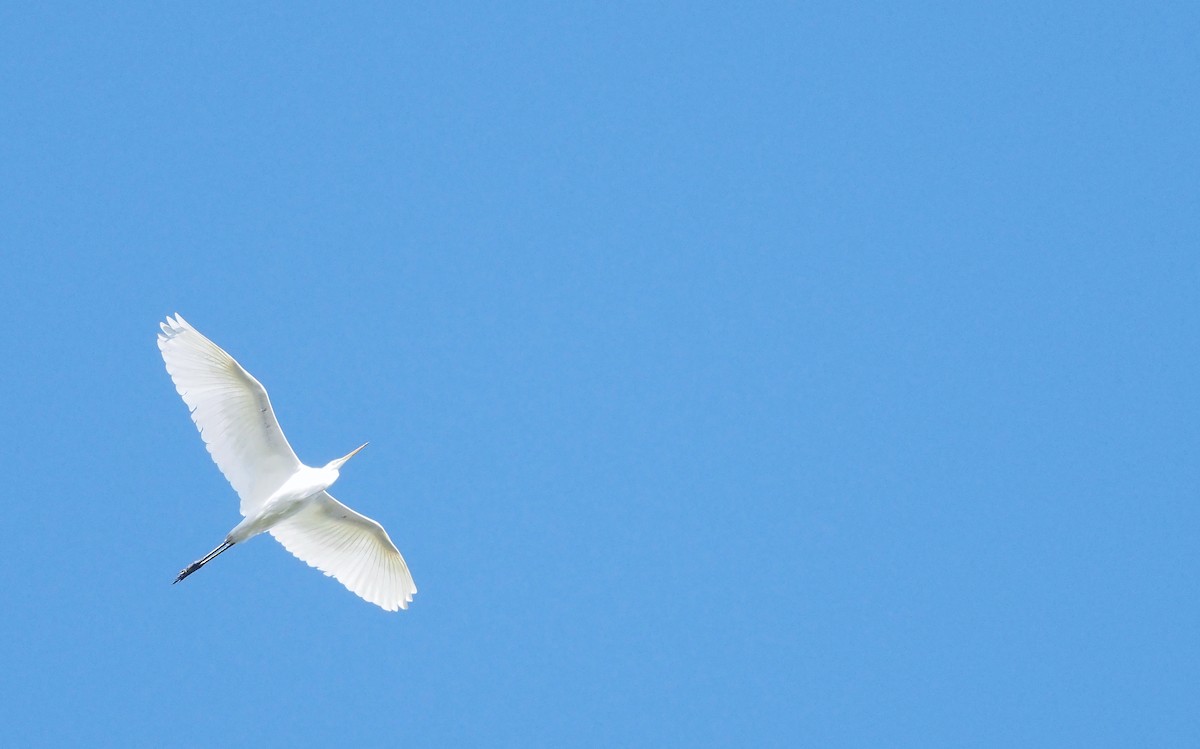 Great Egret - ML643583487