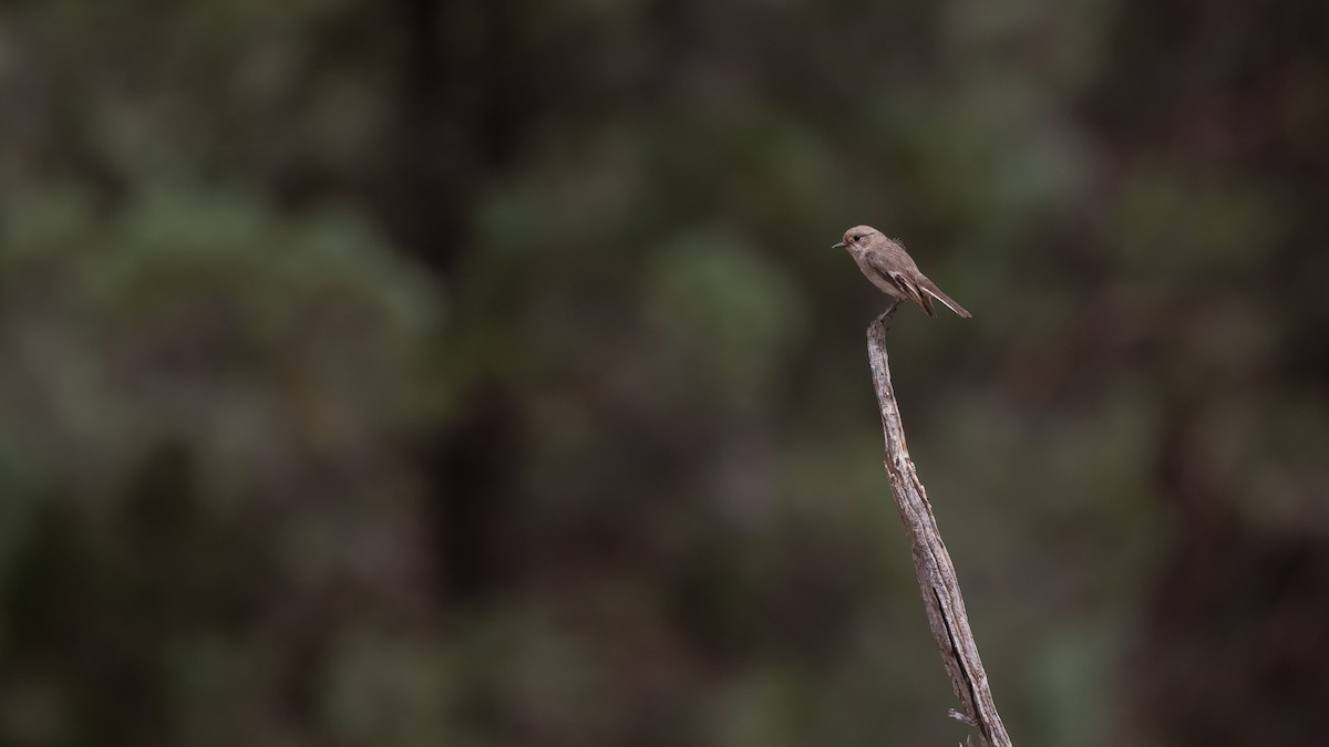 Red-capped Robin - ML643583496