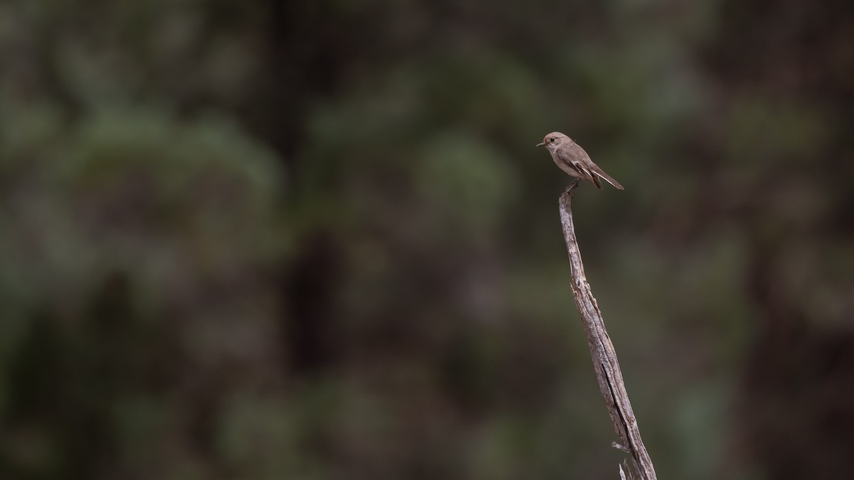 Red-capped Robin - ML643583497