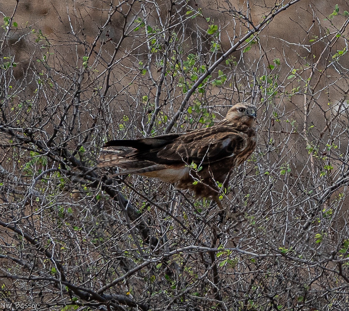 Long-legged Buzzard - ML643583504