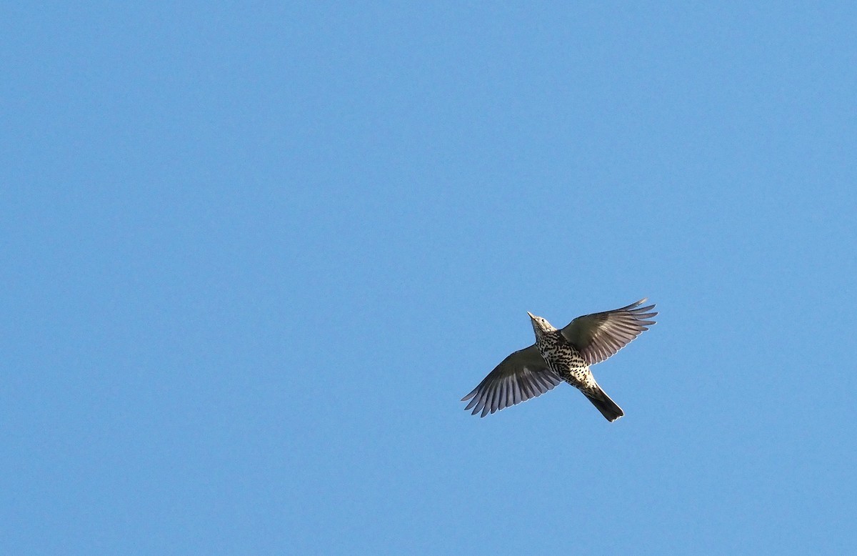 Mistle Thrush - ML643583507