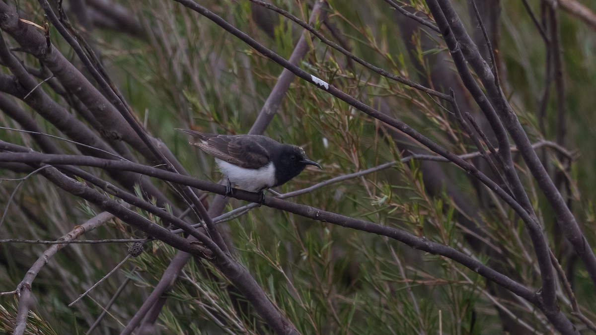 Black Honeyeater - ML643583512